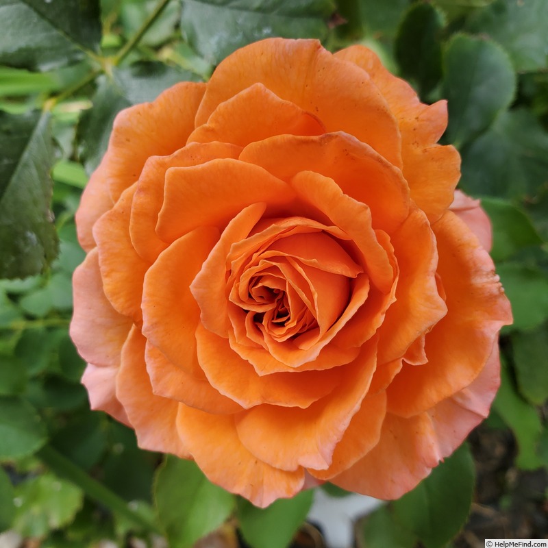 'Adobe Sunrise™' rose photo