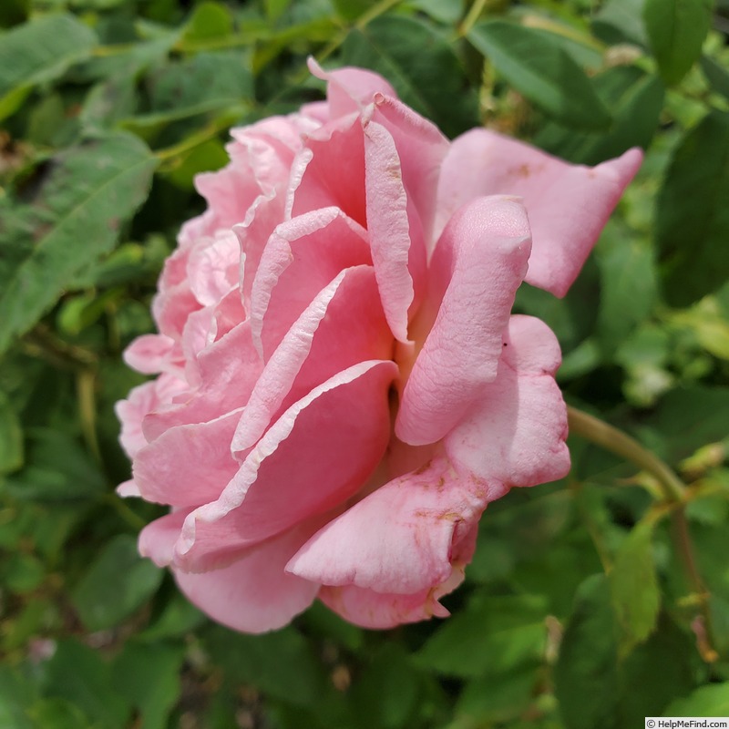 'Beverly ®' rose photo