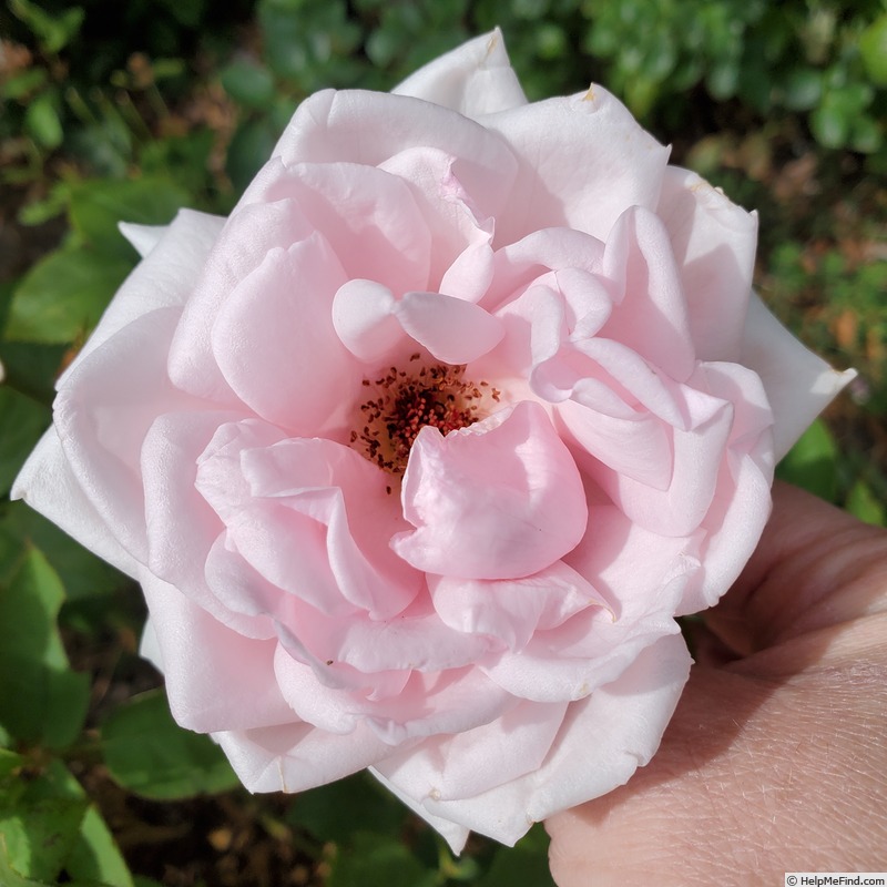 'Meredith (hybrid tea, Carruth 2002)' rose photo