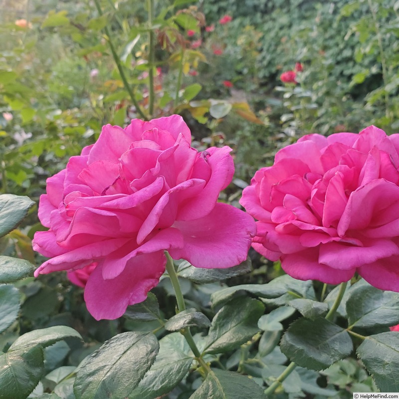 'Della Reese ™' rose photo