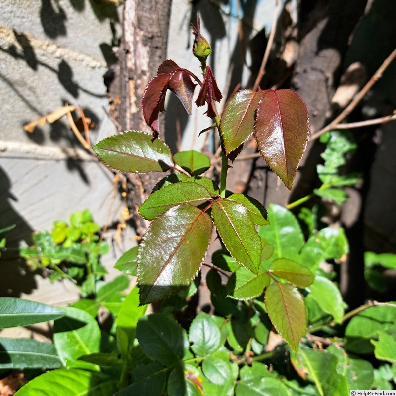 'Rose Clos Vougeot ® (floribunda, Delbard 2019)' rose photo