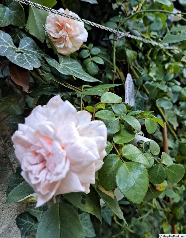 'La Giralda ® (climber, Kordes, 2003)' rose photo