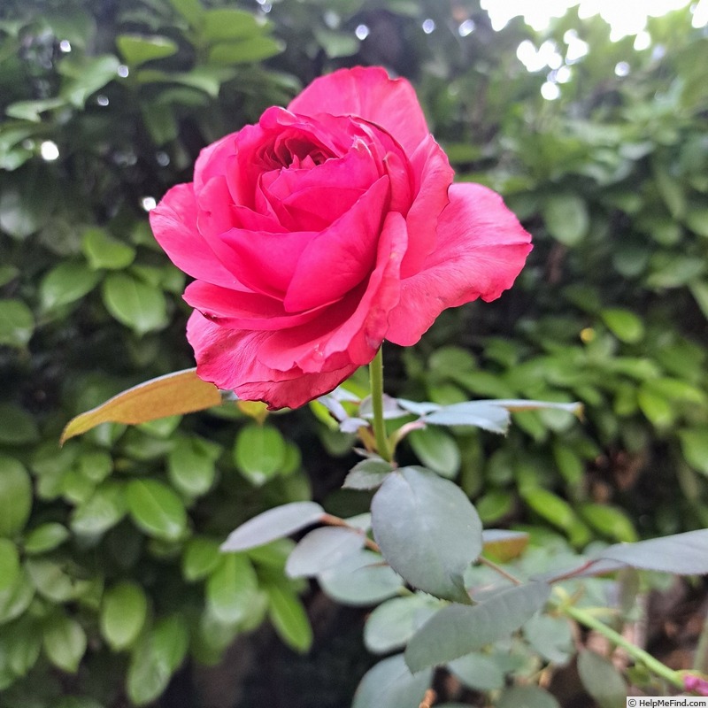 'Audrey Fleurot ®' rose photo