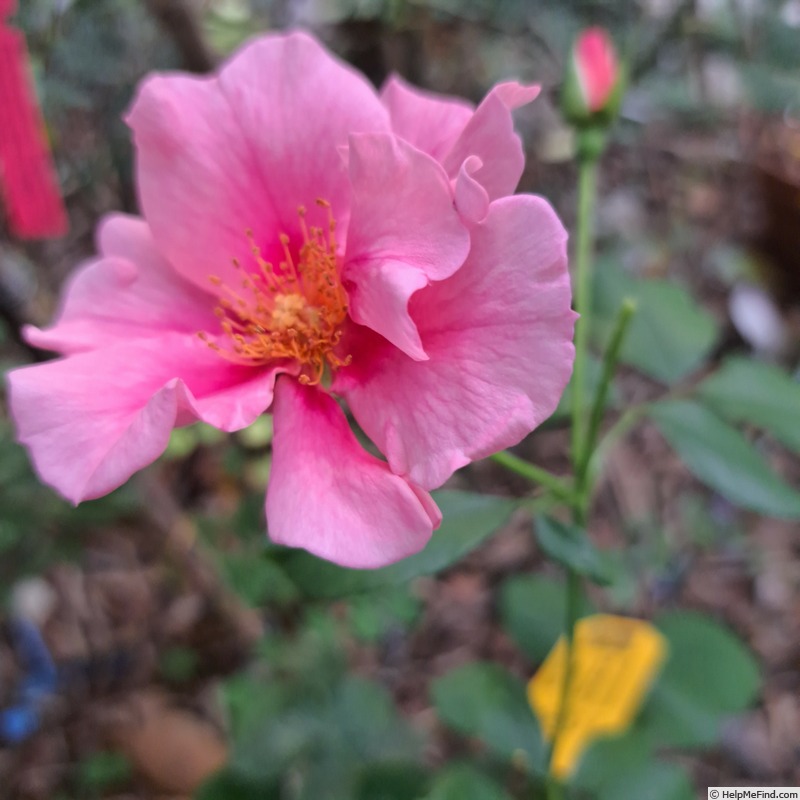 'See You in Pink ®' rose photo