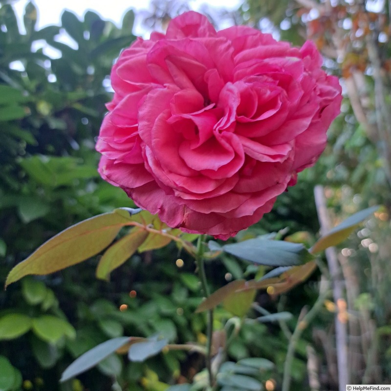 'Audrey Fleurot ®' rose photo