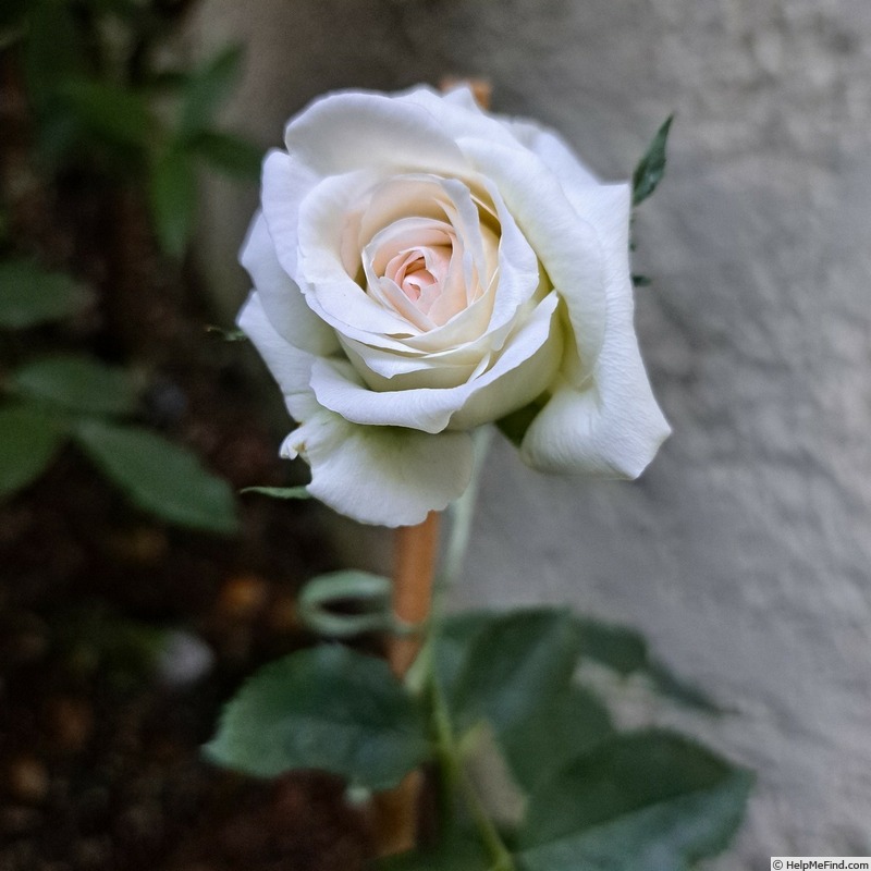 'Pierre de Ronsard ®' rose photo