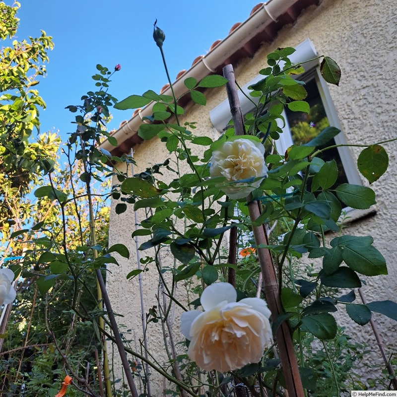 'Lichfield Angel' rose photo