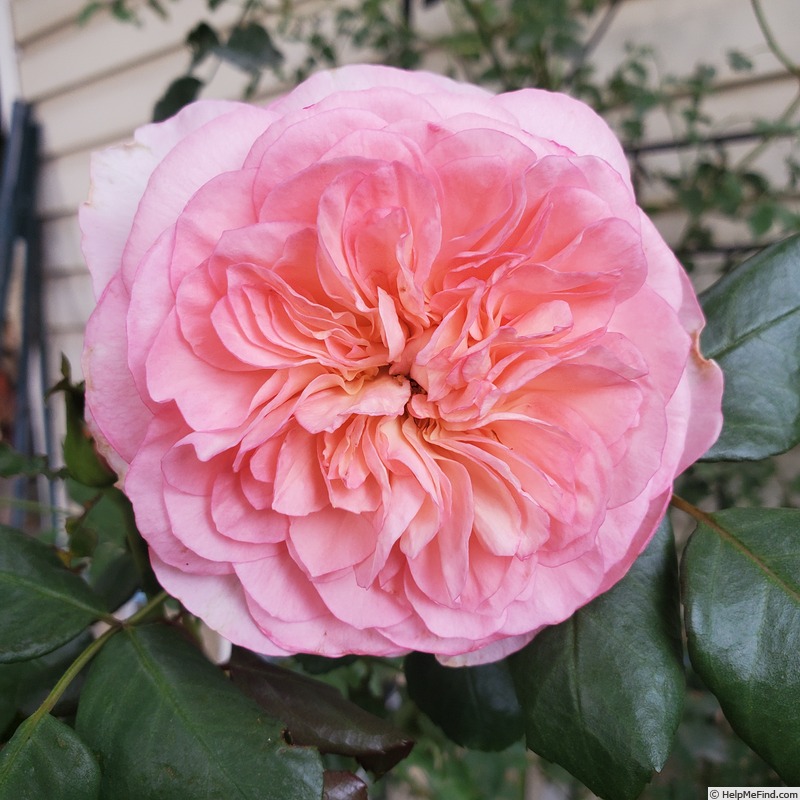 'Summer Romance ®' rose photo