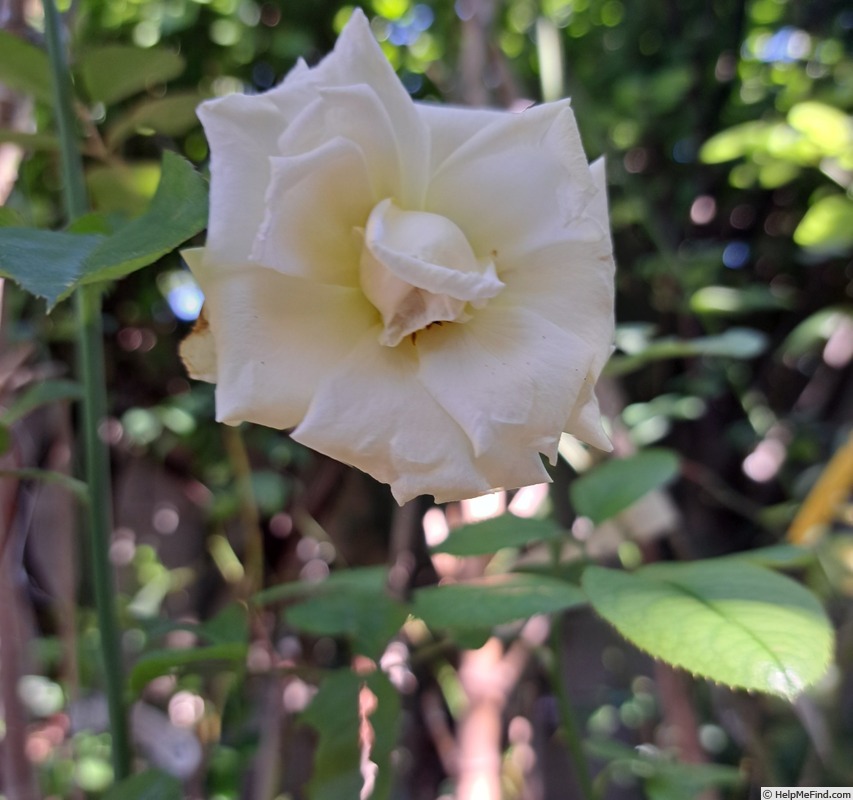 'Anggun ®' rose photo