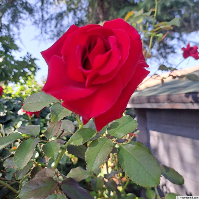 'Hacienda ®' rose photo