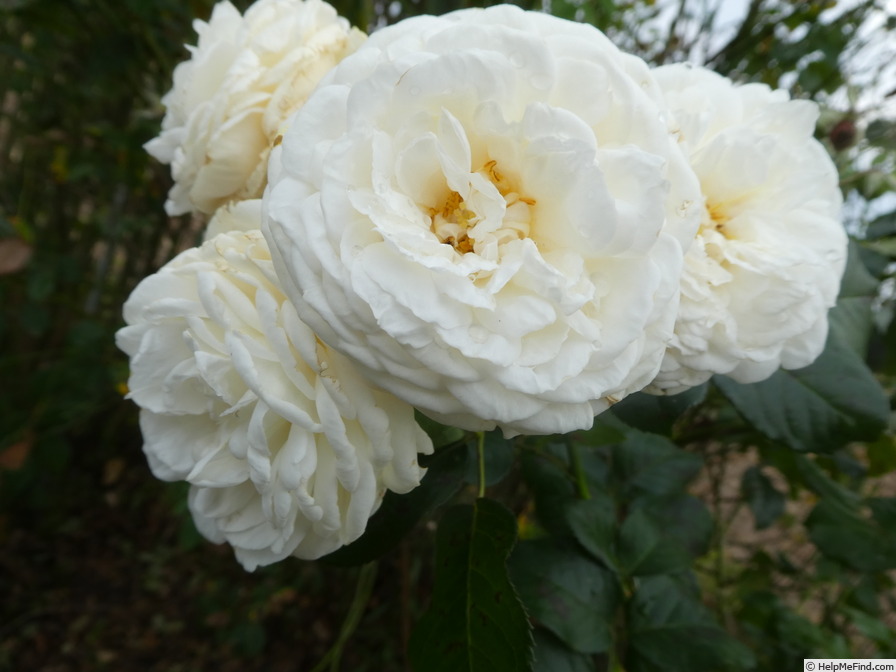 'Artemis ® (shrub, Evers/Tantau, 2004/09)' rose photo