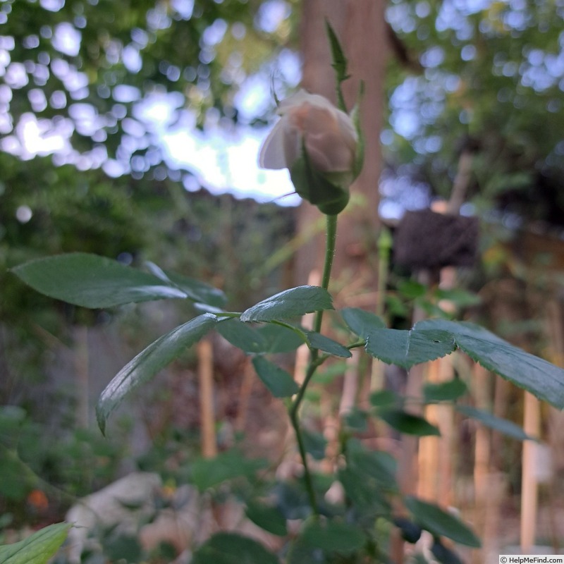 'Aspirin ® Rose' rose photo