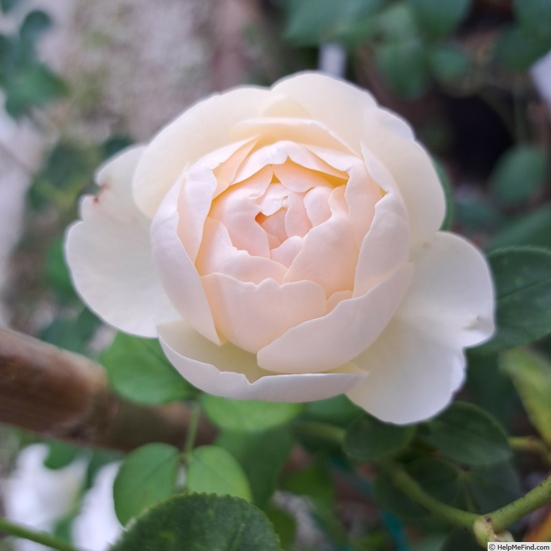 'Lichfield Angel' rose photo