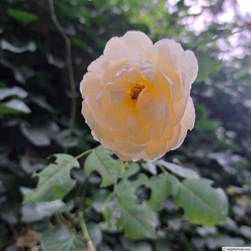 'Wollerton Old Hall' rose photo