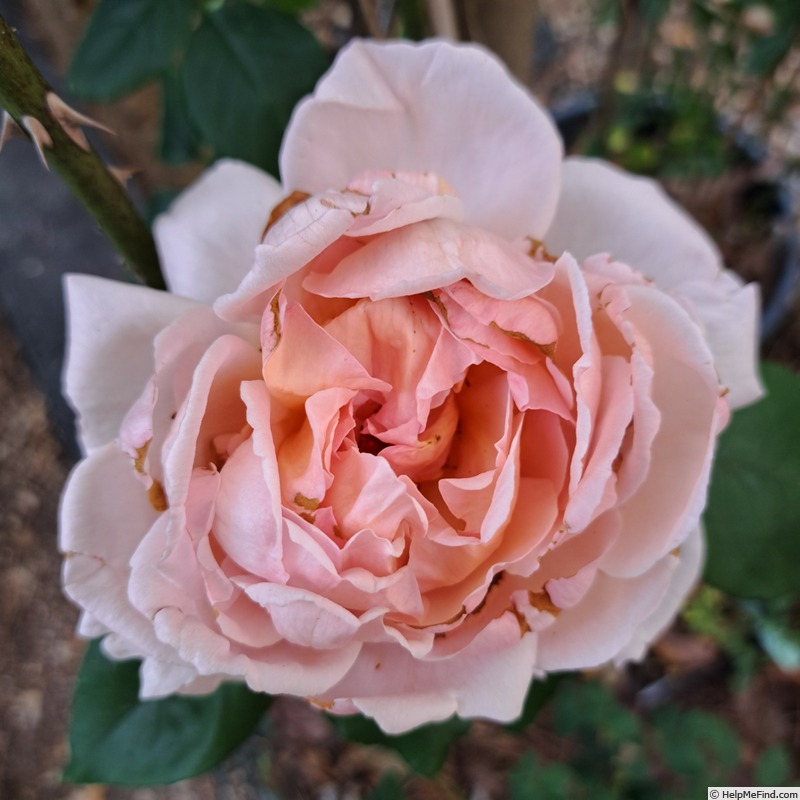 'André le Nôtre ®' rose photo