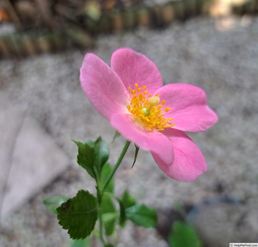 'Rigo Fortuna ®' rose photo