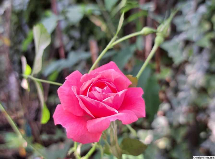 'Rigo Bonapart ®' rose photo