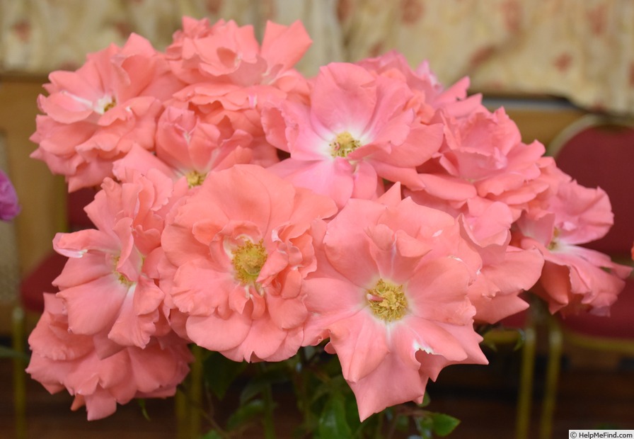 'Anisley Dickson' rose photo