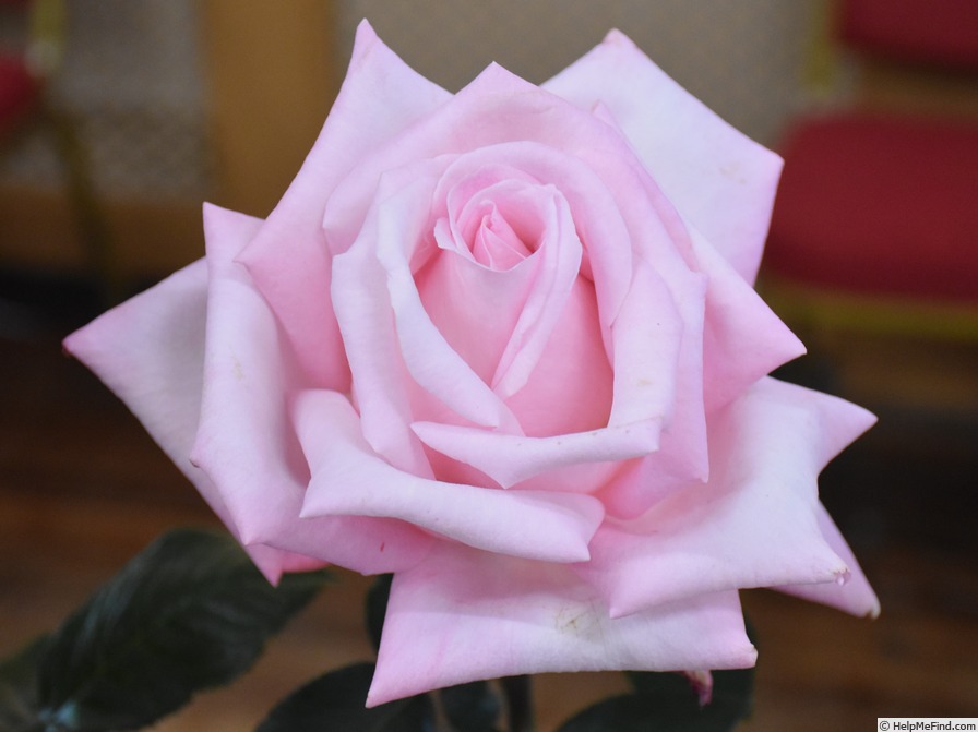 'Irene's Delight (hybrid tea, Varney, 1978)' rose photo