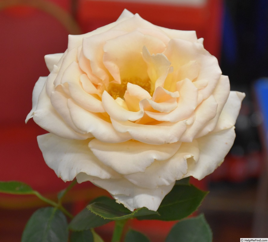 'Isn't She Lovely' rose photo