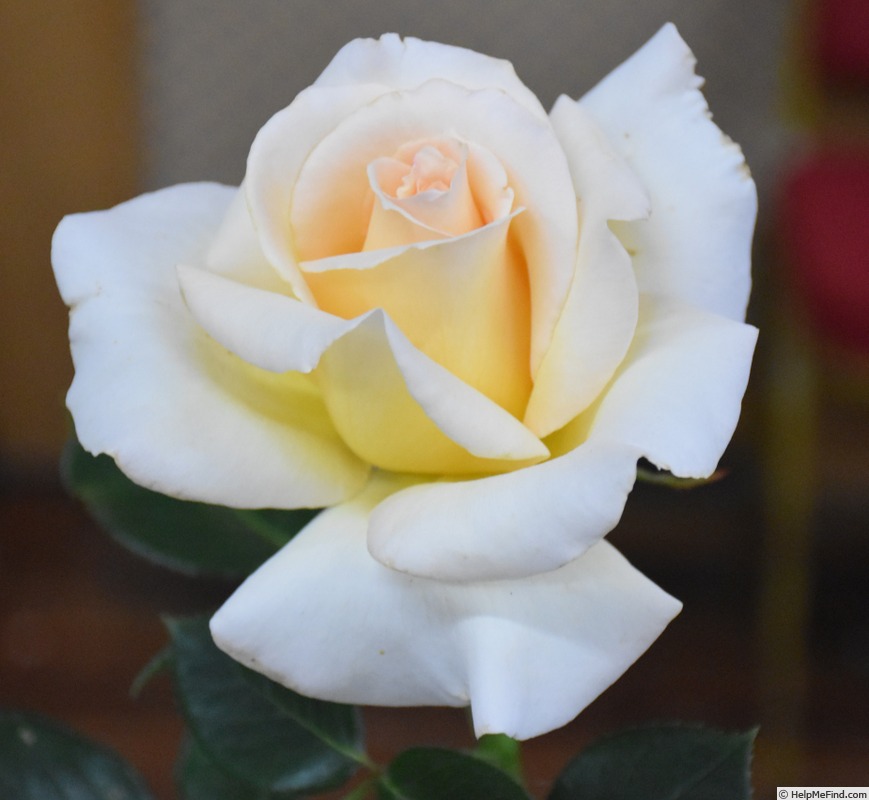 'Isn't She Lovely' rose photo