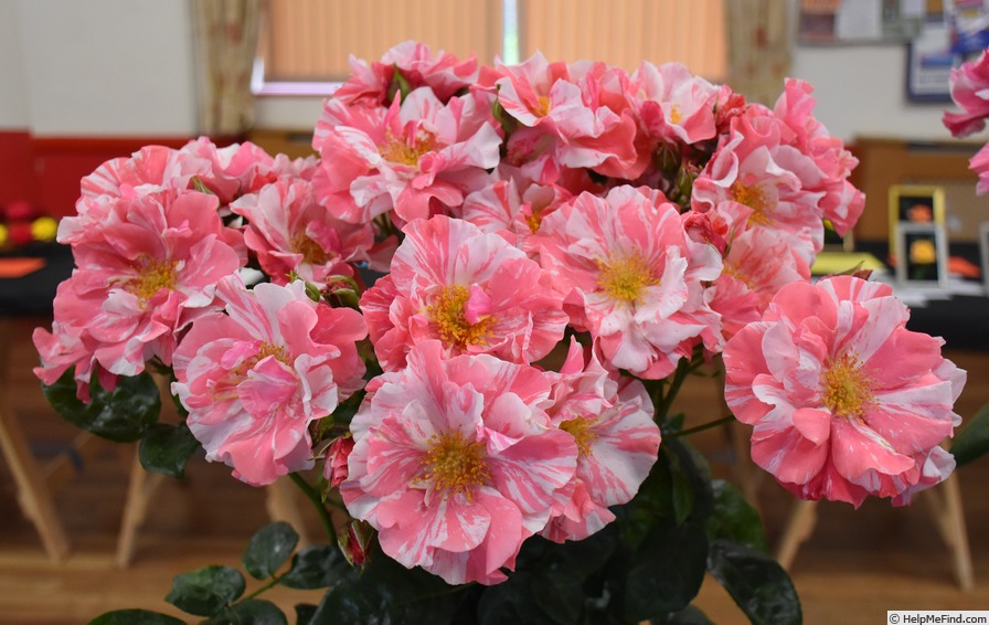 'England's Heroes' rose photo