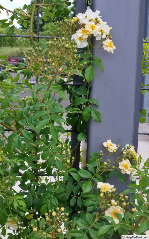 'Mansfeld Rambler' rose photo