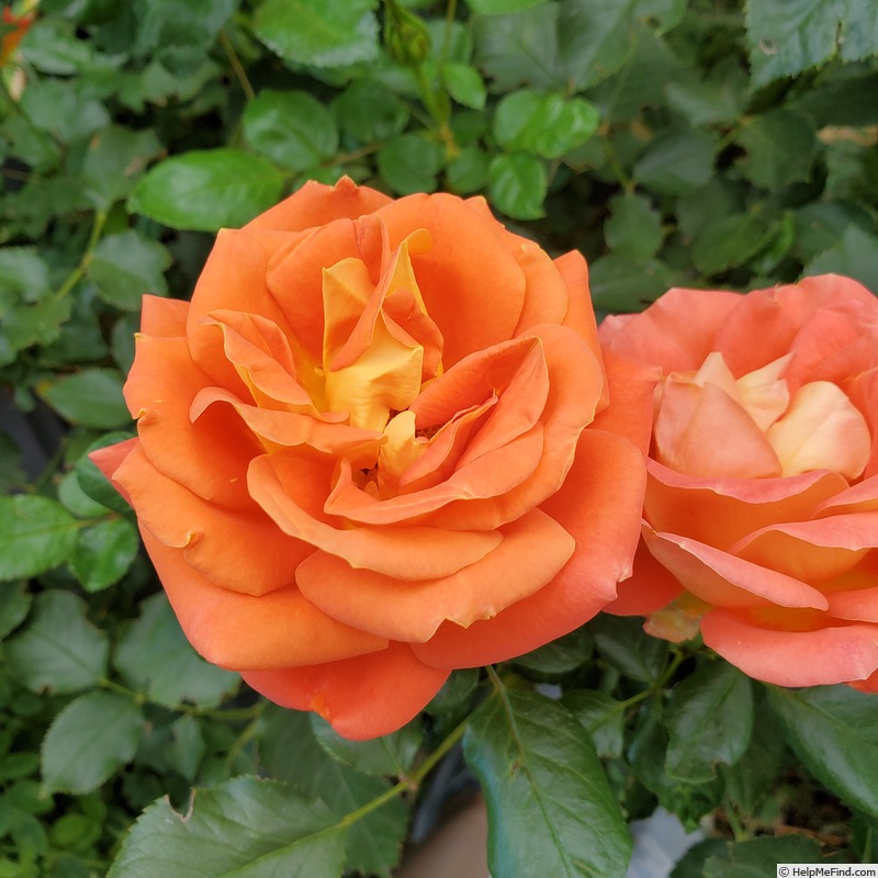 'Burst of Joy ™' rose photo