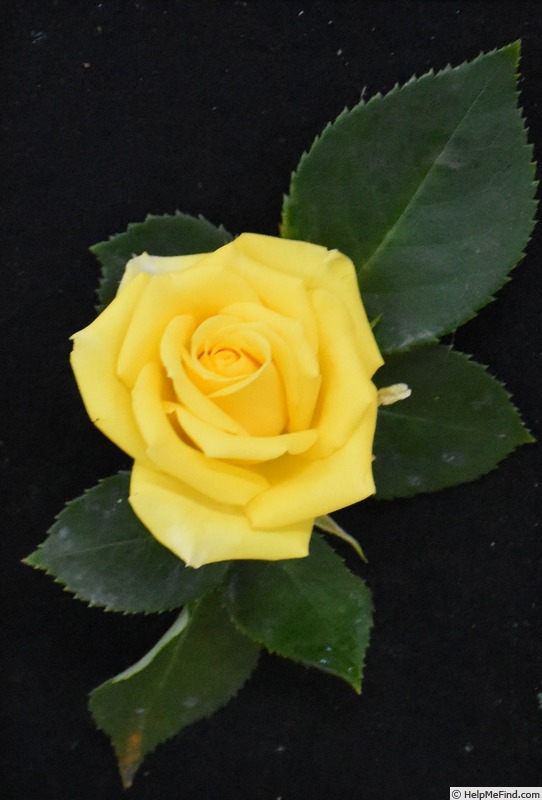 'Bob Martin' rose photo