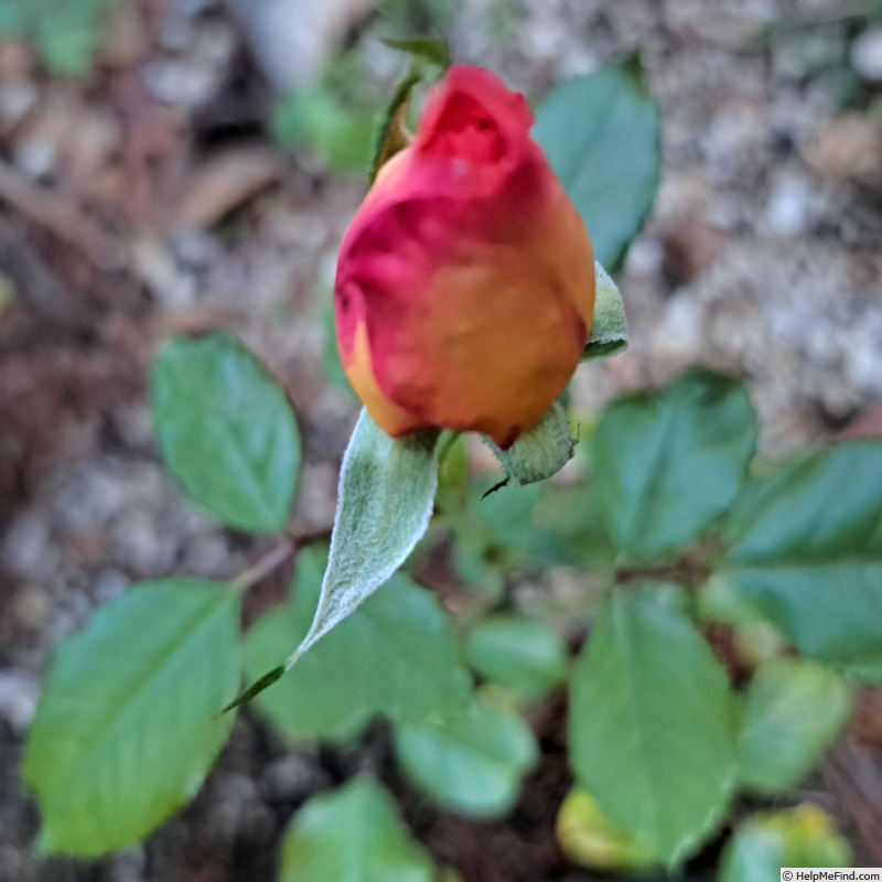 'Jardin d'Entêoulet ®' rose photo