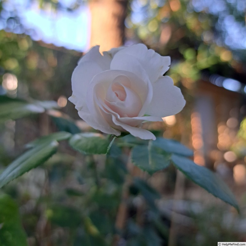 'Aspirin ® Rose' rose photo
