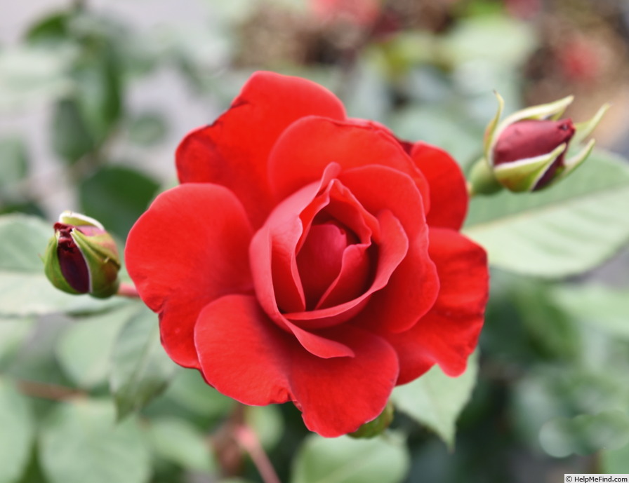 'Como Park' rose photo
