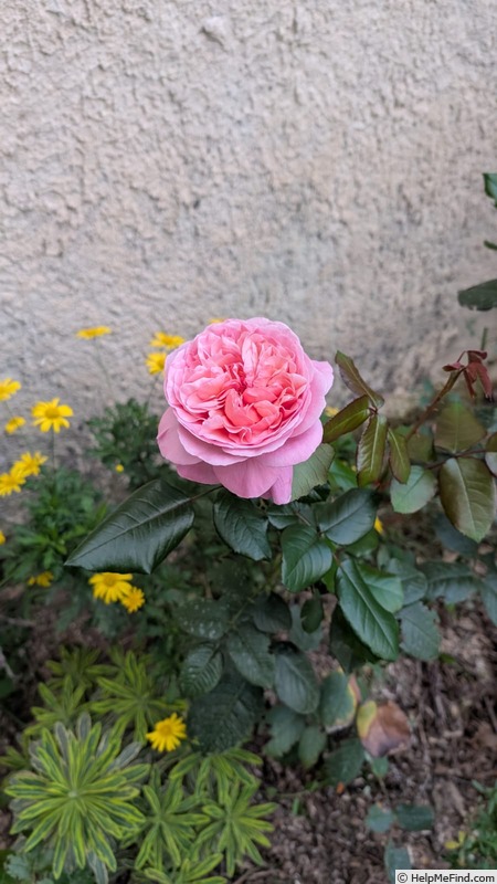 'MEIffable' rose photo