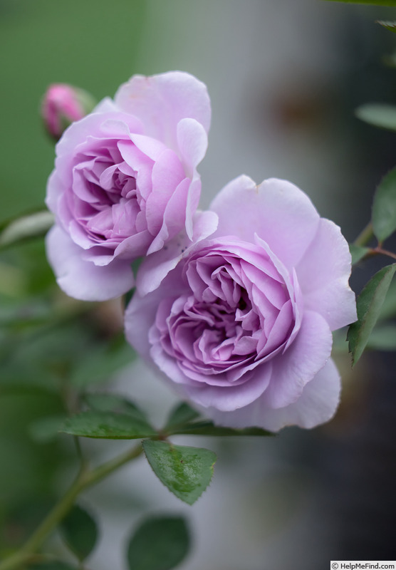 'Rainy Blue' rose photo