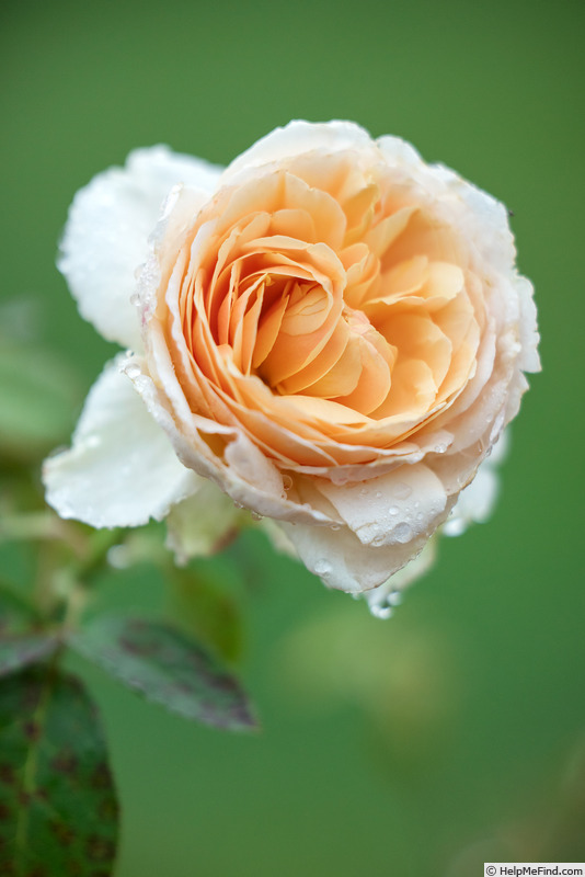 'Tropicana ® (hybrid tea, Evers/Tantau, 2012/18)' rose photo