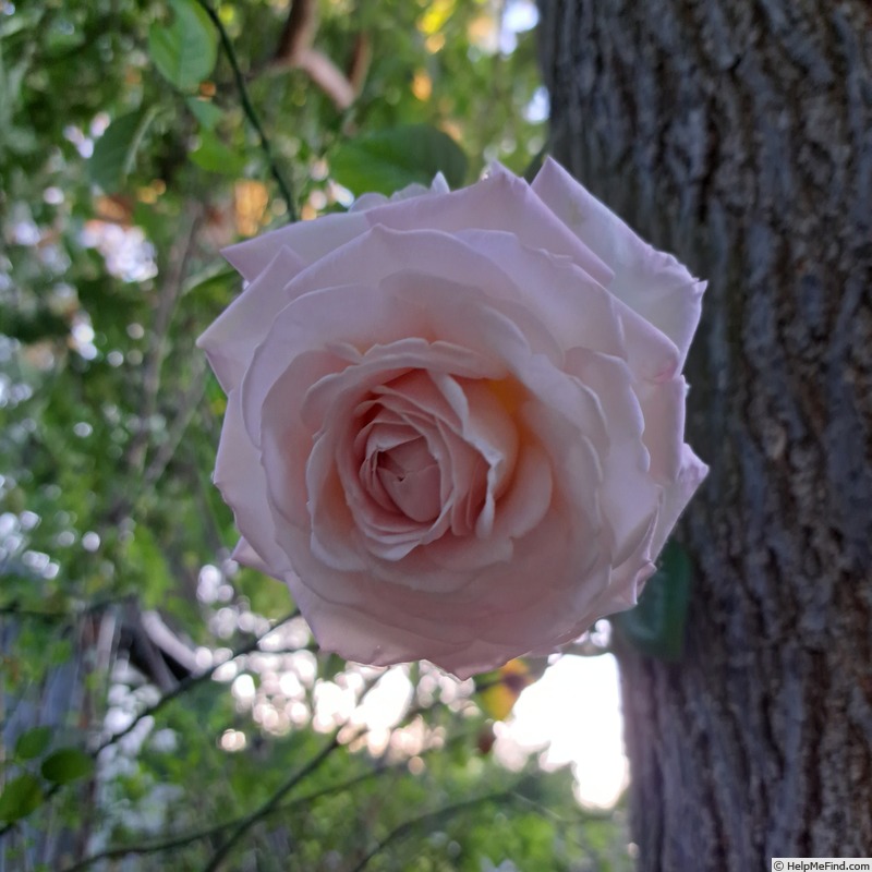 'La Sauvagine Terre et Passion ®' rose photo