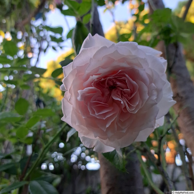 'Catherine Meurisse ®' rose photo