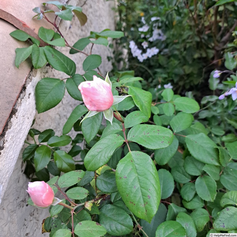 'The Generous Gardener' rose photo
