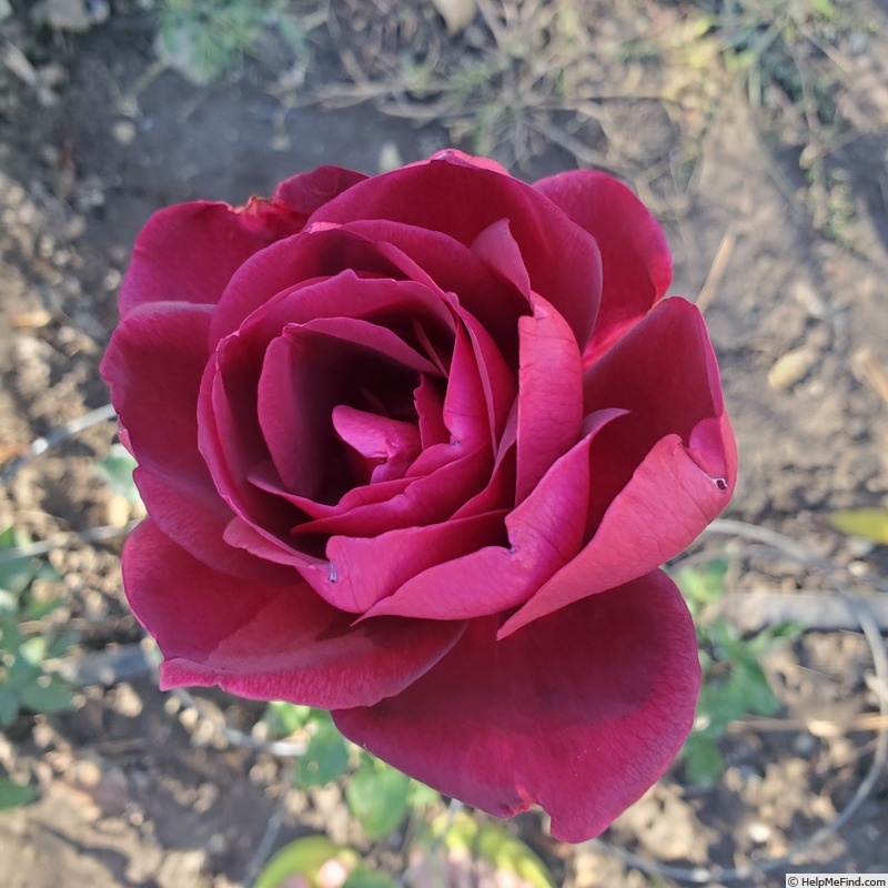 'Night Time' rose photo