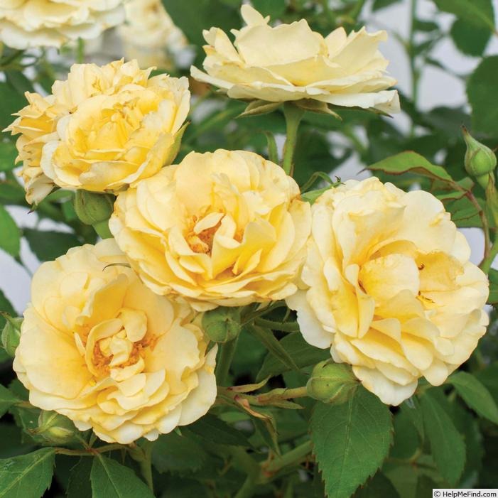'MEIdevi' rose photo