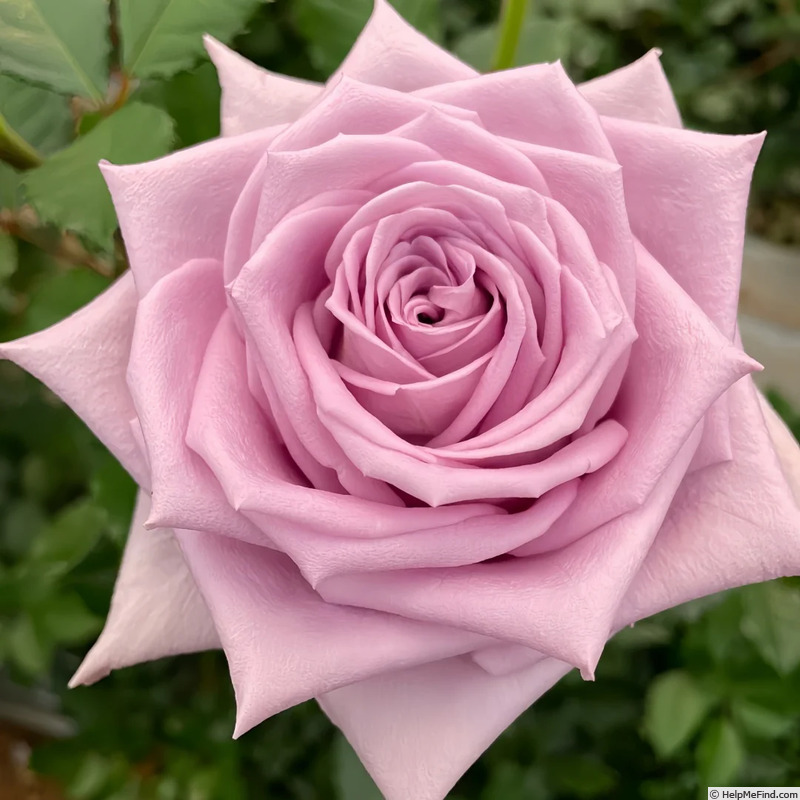 'Indigo® (hybrid tea, NIRP 2007)' rose photo