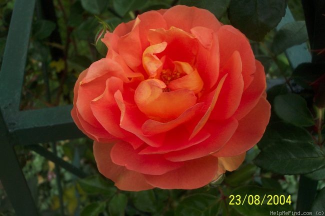 'Pat Austin ™' rose photo