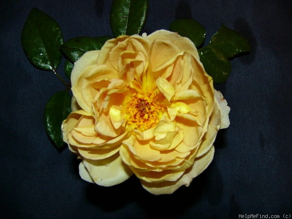 'Café (Floribunda, Kordes,1956)' rose photo