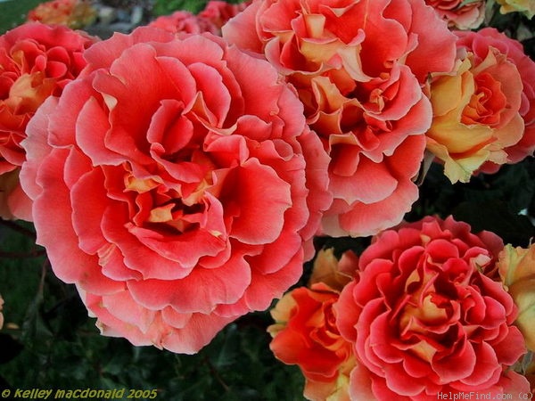 'Brass Band ™' rose photo