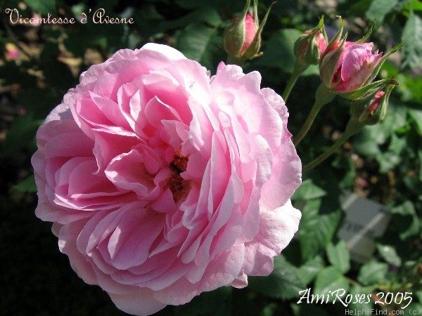 'Vicomtesse d'Avesnes' rose photo