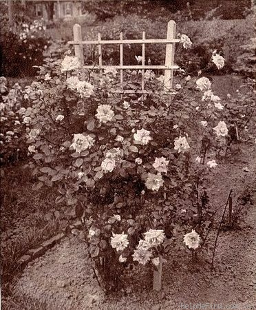 'Bloomfield Abundance (hybrid tea, Thomas 1920)' rose photo