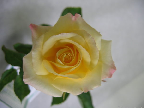 'Piña Colada (miniature, Alonso, 2005)' rose photo