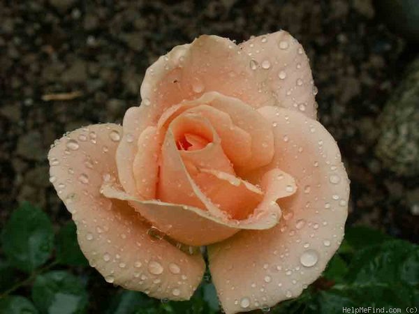 'Folksinger (Shrub, Buck, 1985)' rose photo