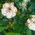 Snowball rose photo