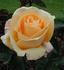 MACpennsyl rose photo